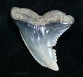 Hemipristis Shark Tooth Fossil - Virginia #4140-1